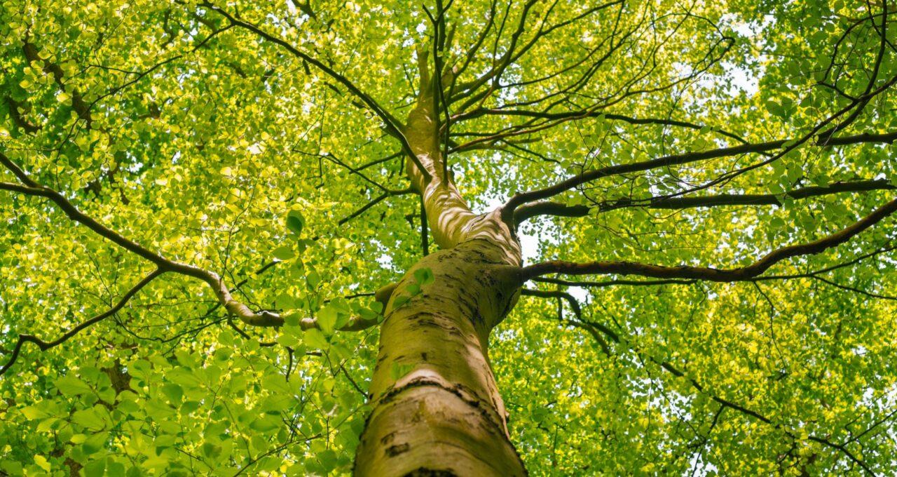 soin des arbres paysagiste élagueur grimpeur nord